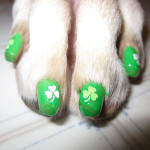 unghie-strane-cane-smalto