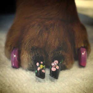 Lo smalto a fiori sulle zampe del cane